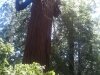 Big redwood