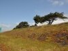 Windswept Cypress Trees on the San Mateo Coast