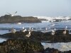 A Rocky San Mateo Coast View with Resident Seagulls