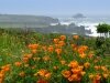 California Poppies on Montara Mountain